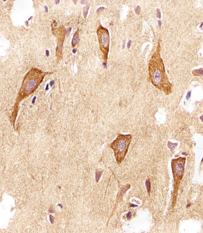 Mouse Monoclonal Antibody to VAMP8  (N-term)(Clone: 1414CT354.12.23.93)(Discontinued)