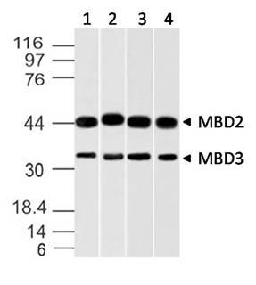 Monoclonal Antibody to MBD2/MBD3 (Clone: ABM14A8)