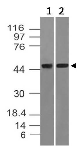 Monoclonal Antibody to DNMT2 (Clone: ABM1H70)