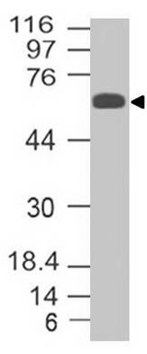 NALE™ Monoclonal Antibody to Trim29 (Clone: ABM43D2)