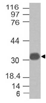 Monoclonal Antibody to Galectin 13 (Clone: ABM4E42)