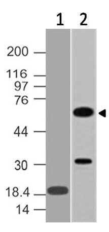 Monoclonal Antibody to CDC25A (Clone: ABM4A46)