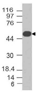 Monoclonal antibody to Adipophilin (Clone: ABM4A83 )