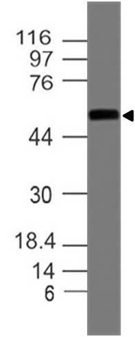 Monoclonal antibody to ICAM-1 (Clone: ABM5B10)