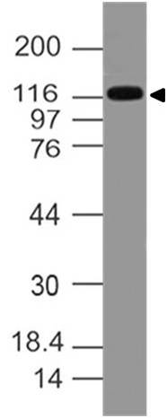 Monoclonal antibody to FLT3/CD135 (Clone: ABM5C12)