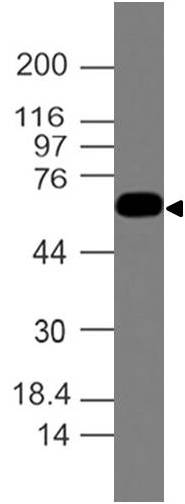 Monoclonal antibody to Ferroportin-1 (Clone: ABM51D1)