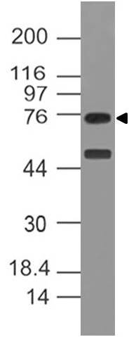 Monoclonal antibody to NOX4 (Clone: ABM51H8 )