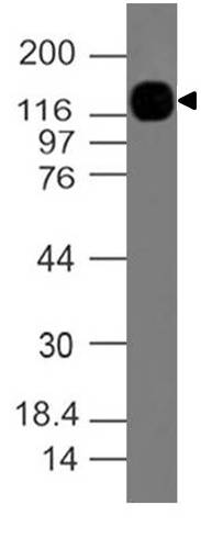 Monoclonal antibody to LAMP1 (Clone: ABM5F15)