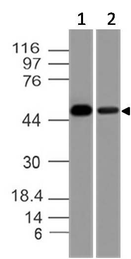 Monoclonal antibody to Tyrosine 3-monooxygenase (Clone: ABM51D7)