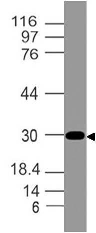 Monoclonal antibody to CLIP (Clone: ABM52H4)