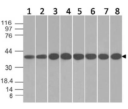 Monoclonal antibody to  Annexin I (Clone: ABM5D80)