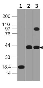 Monoclonal antibody to MSi-1 (Clone: ABM5D50 )