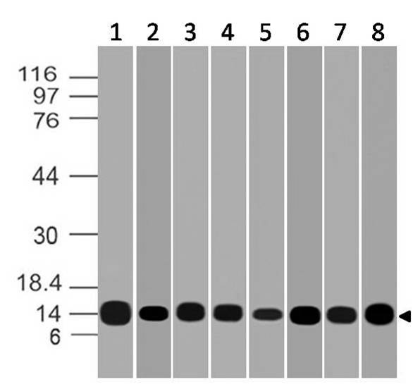 Monoclonal Antibody to Galectin-1 (Clone: ABM5B54)