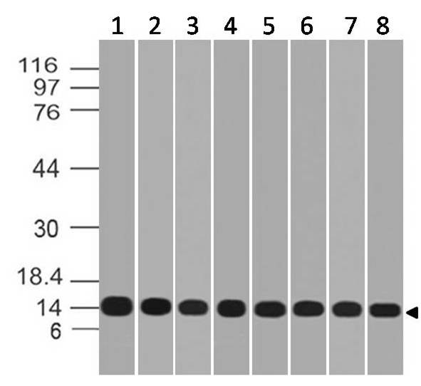 Monoclonal Antibody to Galectin-1 (Clone: ABM55A5)