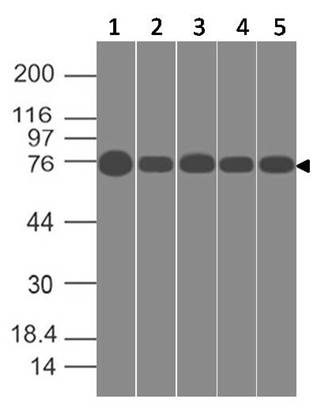 Monoclonal antibody to SPARCL1 (Clone: ABM5C3.2G1)