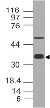 Monoclonal Antibody to SOX2 (Clone: ABM46A5)