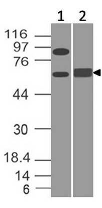 Monoclonal antibody to BIN1 (Clone: ABM57E4)