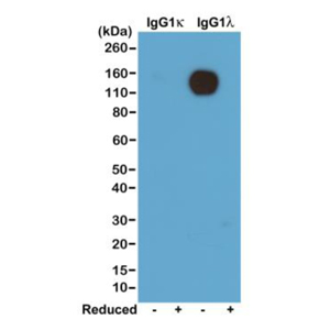 Biotinylated Recombinant Rabbit Monoclonal Antibody  to Mouse Ig  Lambda  Light Chain (Clone: RM110)(Discontinued)