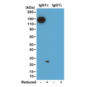 Biotinylated Recombinant Rabbit Monoclonal Antibody  to Mouse Ig  Kappa  Light Chain (Clone: RM103)(Discontinued)