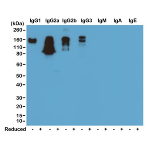 Biotinylated Recombinant Rabbit Monoclonal Antibody  to Mouse IgG (Clone: RM104)(Discontinued)