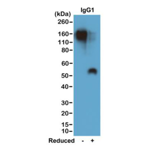 Biotinylated Recombinant Rabbit Monoclonal Antibody  to Mouse IgG1 (Clone: RM106)(Discontinued)