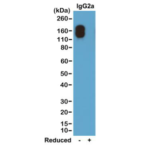 Biotinylated Recombinant Rabbit Monoclonal Antibody  to Mouse IgG2a  Kappa  (Clone: RM107)(Discontinued)