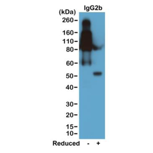 Biotinylated Recombinant Rabbit Monoclonal Antibody  to Mouse IgG2b (Clone: RM108)(Discontinued)