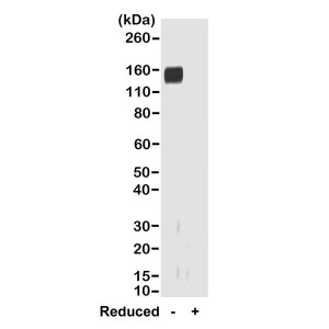 Biotinylated Recombinant Goat Monoclonal Antibody  to Rabbit IgG Fab (Clone: RMG01)(Discontinued)