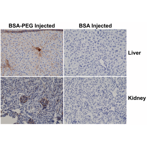 Biotinylated Recombinant Rabbit Monoclonal Antibody  to Polyethylene Glycol (Clone: RM105)(Discontinued)