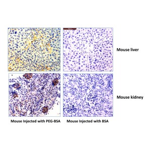 Recombinant Rabbit Monoclonal Antibody  to Polyethylene Glycol (Clone: RM105)(Discontinued)