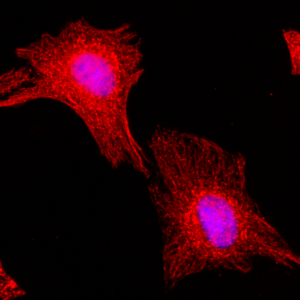 Biotinylated Recombinant Rabbit Monoclonal Antibody  to  Alpha -Tubulin (Clone: RM113)(Discontinued)