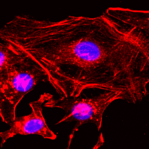 Biotinylated Recombinant Rabbit Monoclonal Antibody  to  Beta -actin (Clone: RM112)(Discontinued)