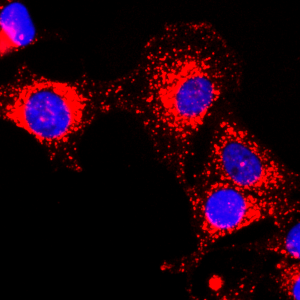 Biotinylated Recombinant Rabbit Monoclonal Antibody  to GAPDH (Clone: RM114)(Discontinued)