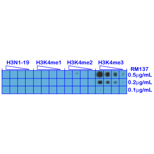 Recombinant Rabbit Monoclonal Antibody  to Trimethylated Histone H3 Lysine 4, H3K4me3 (Clone: RM137)(Discontinued)