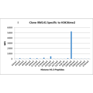 Recombinant Rabbit Monoclonal Antibody  to Dimethylated Histone H3 Lysine 36, H3K36me2 (Clone: RM141)(Discontinued)