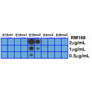 Recombinant Rabbit Monoclonal Antibody  to Dimethylated Histone H3 Lysine 18, H3K18me2 (Clone: RM168)(Discontinued)