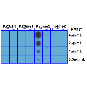 Recombinant Rabbit Monoclonal Antibody  to Dimethylated Histone H3 Lysine 23, H3K23me2 (Clone: RM171)(Discontinued)