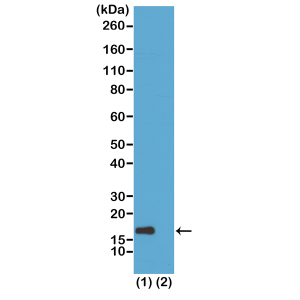 Recombinant Rabbit Monoclonal Antibody  to Acetylated Histone H3 Lysine 56 (K56ac) (Clone: RM179)(Discontinued)