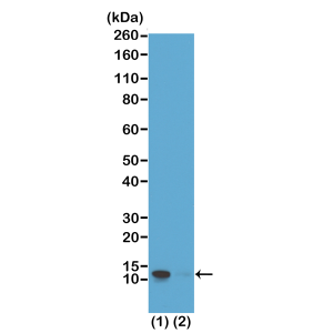 Recombinant Rabbit Monoclonal Antibody  to Phospho-Histone H4 (Ser1), H4S1p (Clone: RM194)(Discontinued)