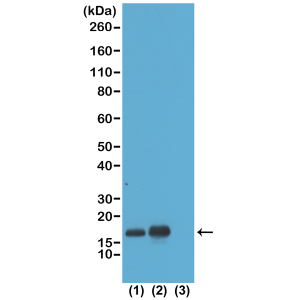 Recombinant Rabbit Monoclonal Antibody  to Acetylated Histone H3 Lysine 23 (K23ac) (Clone: RM169)(Discontinued)