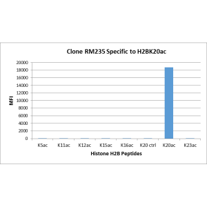 Recombinant Rabbit Monoclonal Antibody  to Acetyl-Histone H2B (Lys20) (Clone: RM235)(Discontinued)