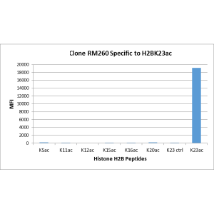 Recombinant Rabbit Monoclonal Antibody  to Acetyl-Histone H2B (Lys23) (Clone: RM260)(Discontinued)