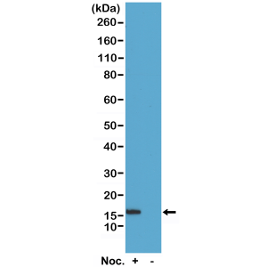 Recombinant Rabbit Monoclonal Antibody  to Phospho-Histone H2B (Ser14) (Clone: RM238)(Discontinued)