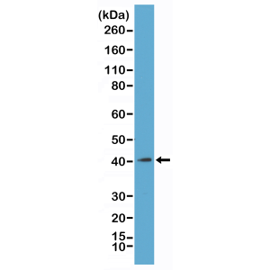 Recombinant Rabbit Monoclonal Antibody  to Core Histone Macro H2A.1 (H2AFY) (Clone: RM248)(Discontinued)