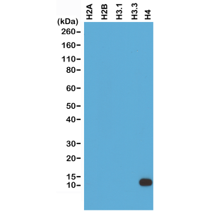 Recombinant Rabbit Monoclonal Antibody  to Histone H4 (Clone: RM212)(Discontinued)