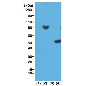 Recombinant Rabbit Monoclonal Antibody  to His-Tag (6xHis-Tag or 10xHis-Tag) (Clone: RM146)(Discontinued)