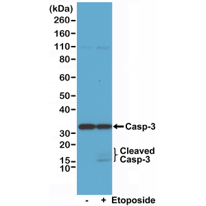 Recombinant Rabbit Monoclonal Antibody  to Caspase-3 (Clone: RM250)(Discontinued)