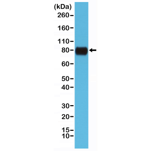 Recombinant Rabbit Monoclonal Antibody  to CD44 (Clone: RM264)(Discontinued)