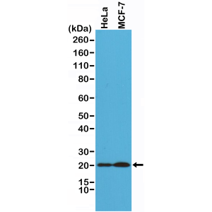 Recombinant Rabbit Monoclonal Antibody  to Smac/Diablo (Clone: RM271)(Discontinued)