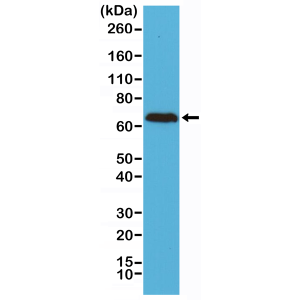 Recombinant Rabbit Monoclonal Antibody  to Neurofilament-L (NF-L) (Clone: RM280)(Discontinued)